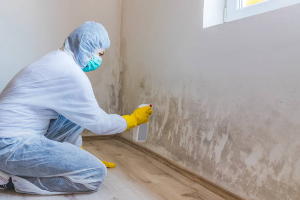 Licensed Mold Remediation service in Poulsbo, WA - WQB Mold Removal